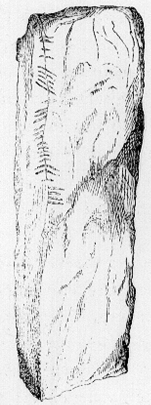 Fig. 056, w01 