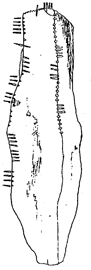 Fig. 081, w01 
