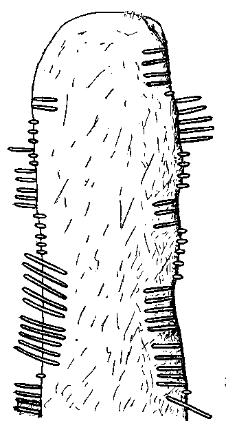 Fig. 148, w02 