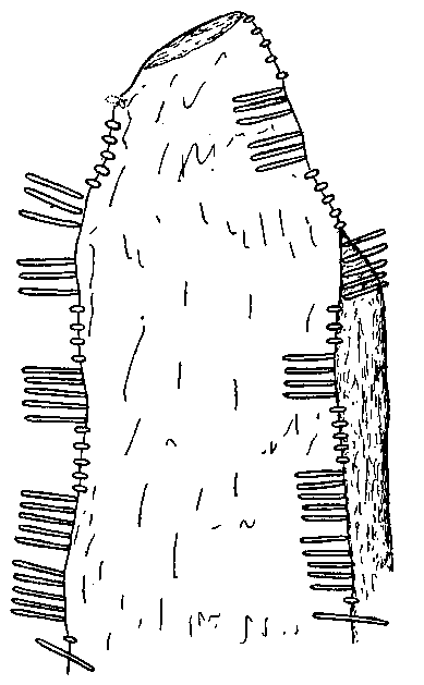 Fig. 149, w02 