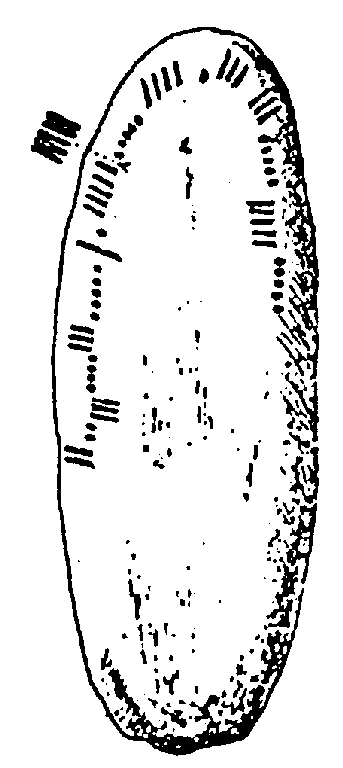 Fig. 157, w01 