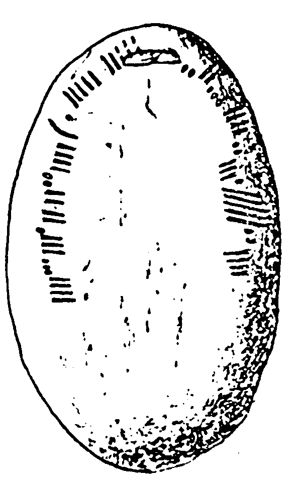 Fig. 158, w01 