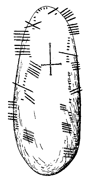 Fig. 163, w01 