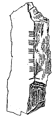 Fig. 218, w02 