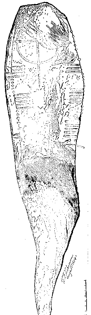 Fig. 311, w01 